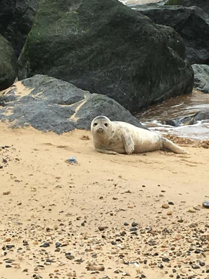 Coastal Terrace Dogs Welcome Optional Hot Tub Vila Sea Palling Exterior foto